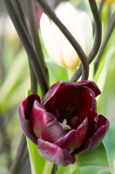 The close view of dark tulip over stalk and leafs