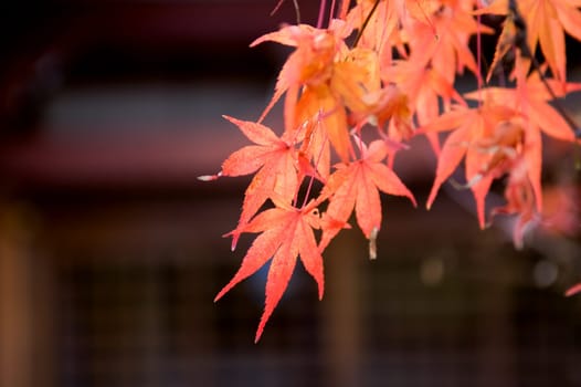 The red maple trees in japanese garden with temple background