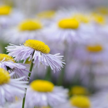 Daisies