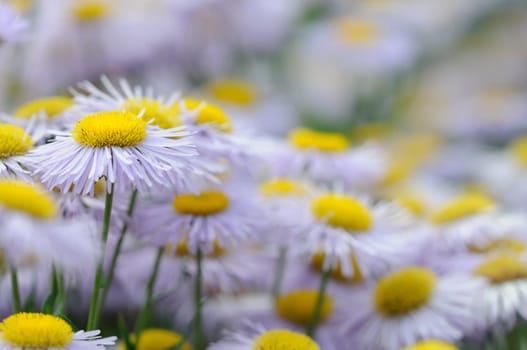 Daisies