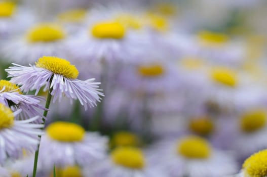 Daisies