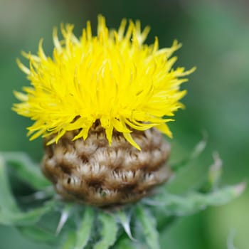 flock flower