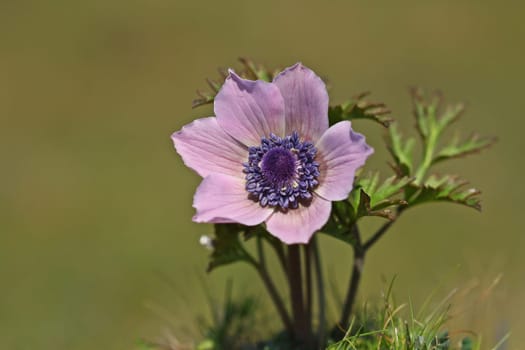 Macro shot of wild flowers in the morning