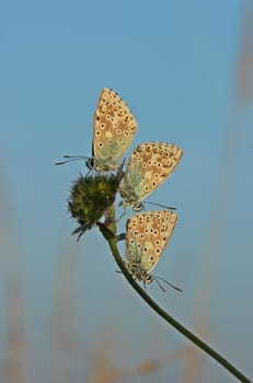 Three silver-green bluelings in the morning light