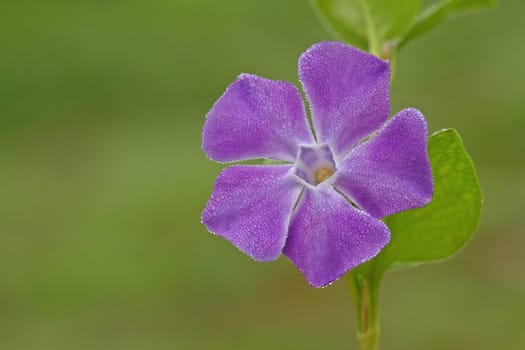 Macro shot of wild flowers in the morning