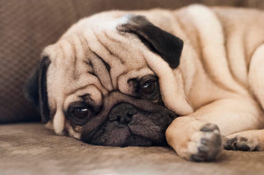 Cute pug dog lying resting on the floor keeping a watchful eye on the camera with its skin folded into adorable wrinkles