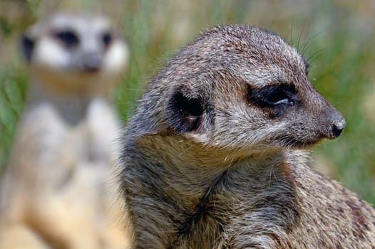 Meerkat