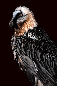 Bearded vulture