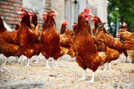 Chickens on traditional free range poultry farm