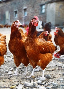 Chickens on traditional free range poultry farm