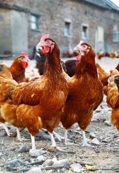 Chickens on traditional free range poultry farm