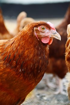 Chickens on traditional free range poultry farm