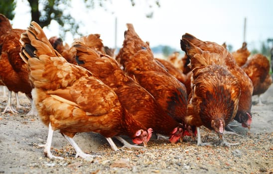 Chickens on traditional free range poultry farm