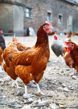 Chickens on traditional free range poultry farm