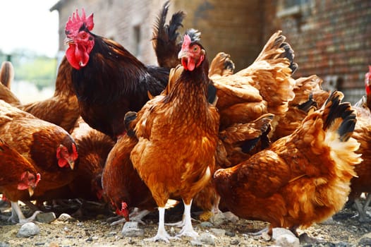 Chickens on traditional free range poultry farm.