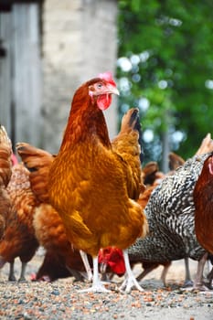 Chickens on traditional free range poultry farm.