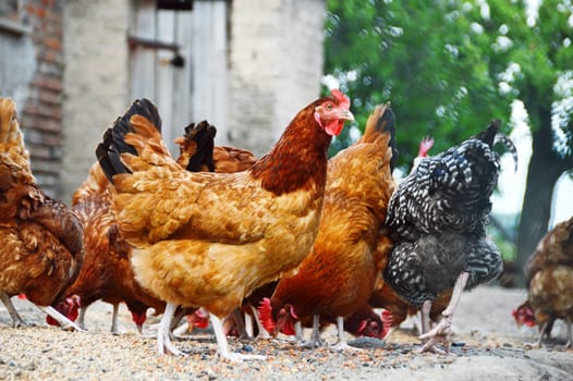 Chickens on traditional free range poultry farm.