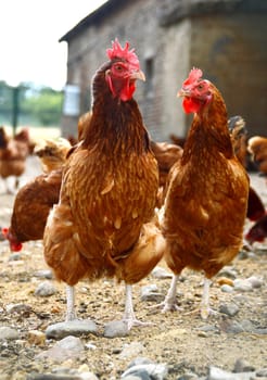 Chickens on traditional free range poultry farm.
