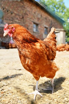 Chickens on traditional free range poultry farm
