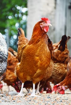 Chickens on traditional free range poultry farm.