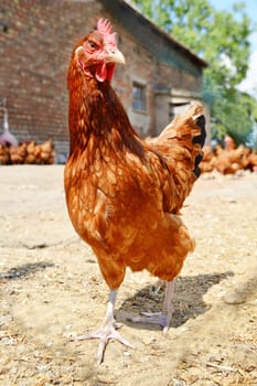 Chickens on traditional free range poultry farm