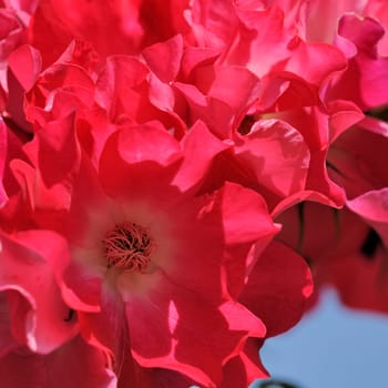 Roses