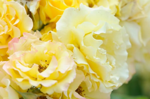 Roses