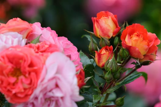 Roses
