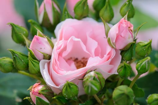 Roses