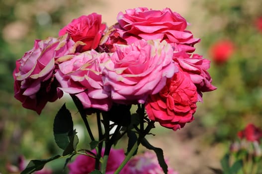Roses