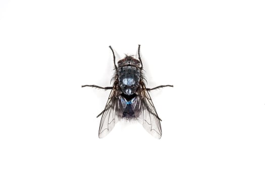 Fly