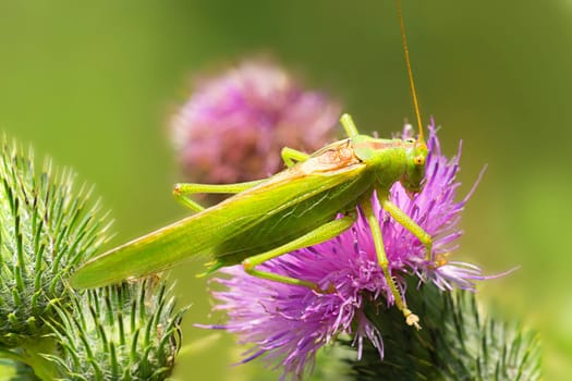 Green hay horse rides the scratch thistle