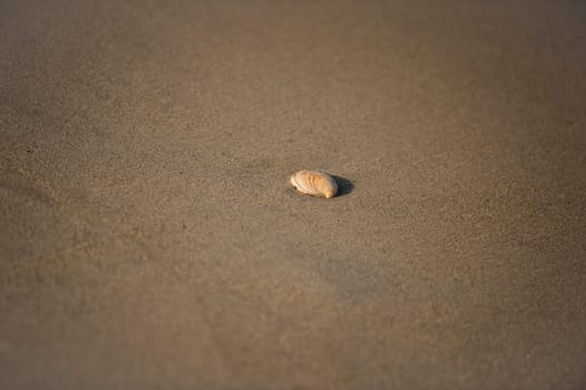 A beautiful shell on the beach sand