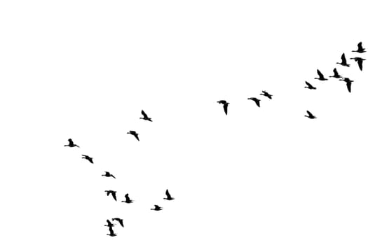 The photograph of a swarm of isolated wild geese in flight formation.