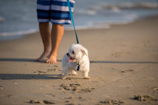 A cute Dog running on the Beach
