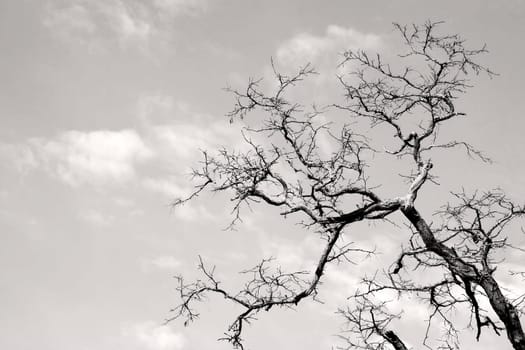 The photograph of gnarled tree branches in the backlight.
