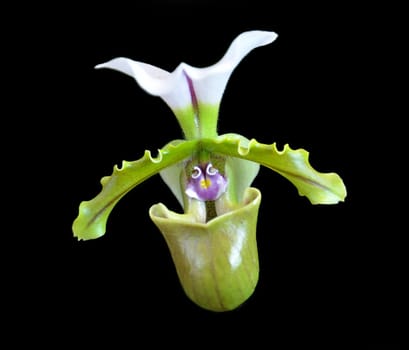 Paphiopedilum spicerianum orchid isolated in a black background