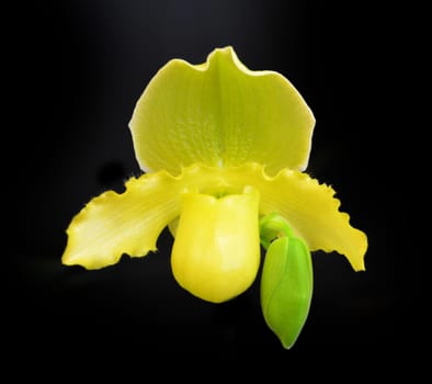 Orchid paphiopedilum insigne var sanderae isolated on black
