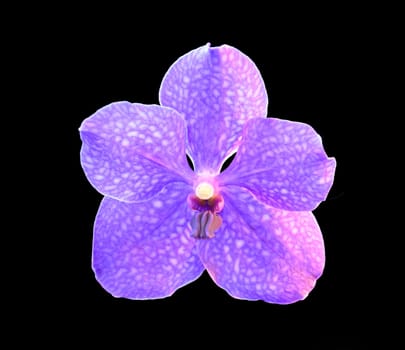 orchid vanda pachara delight isolated in black background