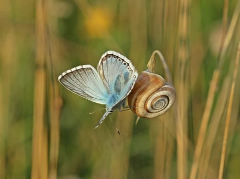 Silver-green blueon on heath snail