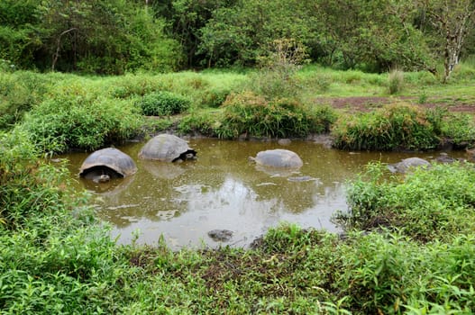 Giant tortoise in the water