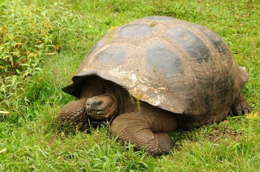 Galapagos Turtle