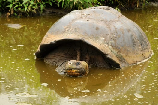 Giant tortoise in the water