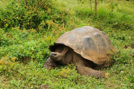 Galapagos Turtle