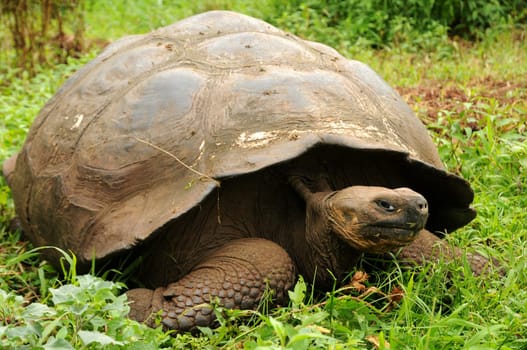 Galapagos Turtle