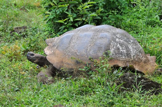 Galapagos Turtle