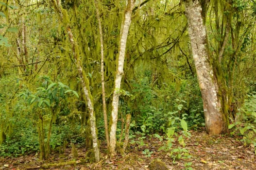 Rainforest