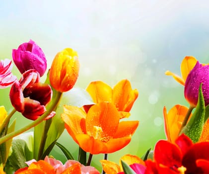 fresh tulips with water drops in front of bokeh texture