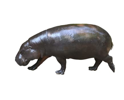 pygmy hippo isolated on white background