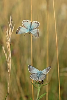 Two silver-green bluelings warm up in the morning sun